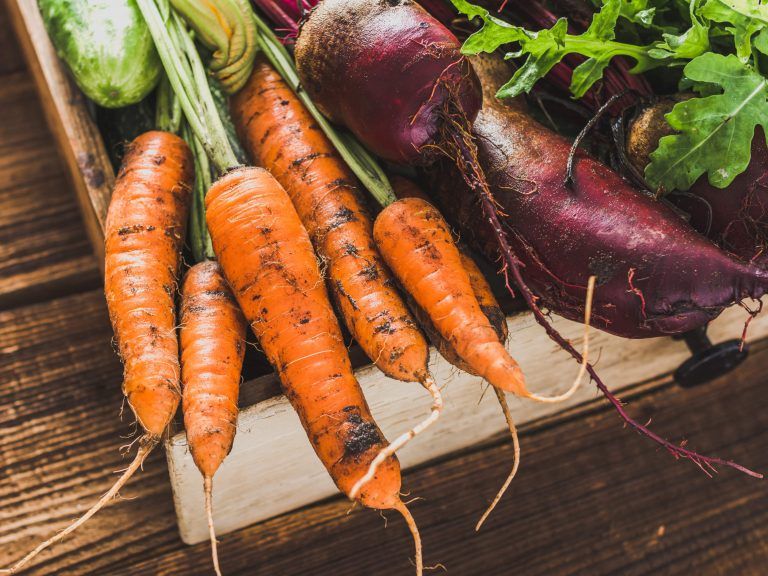 Carottes et betteraves du jardin